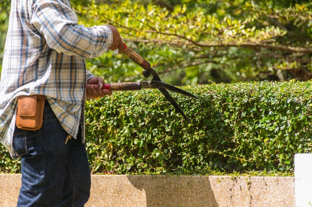 Garden Maintenance Merton, SW19